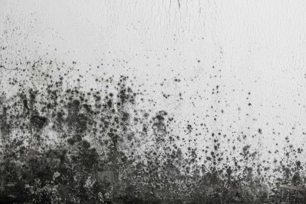 Mould spores spreading across a painted wall