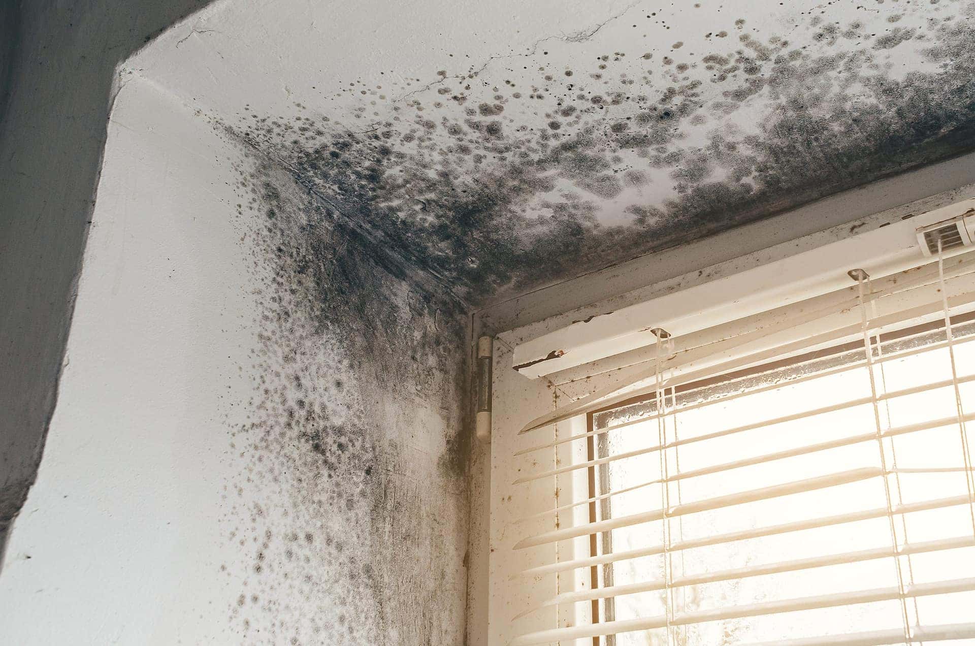 Black mould growth in the corner of a room beside a window