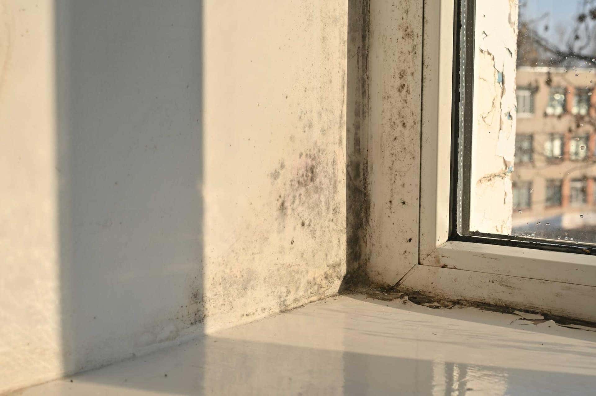 Black mould growth around a window reveal